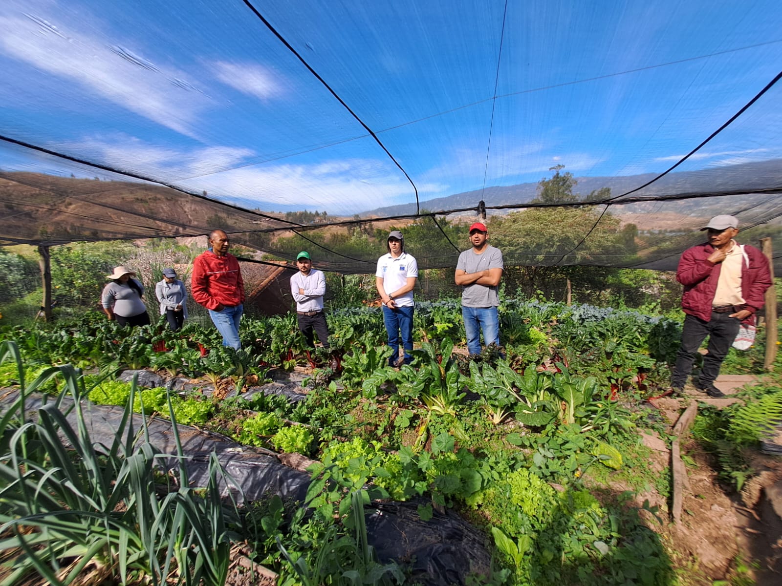Publicación: Proyecto Piloto Tomate
